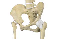 Hip Ligament Injuries